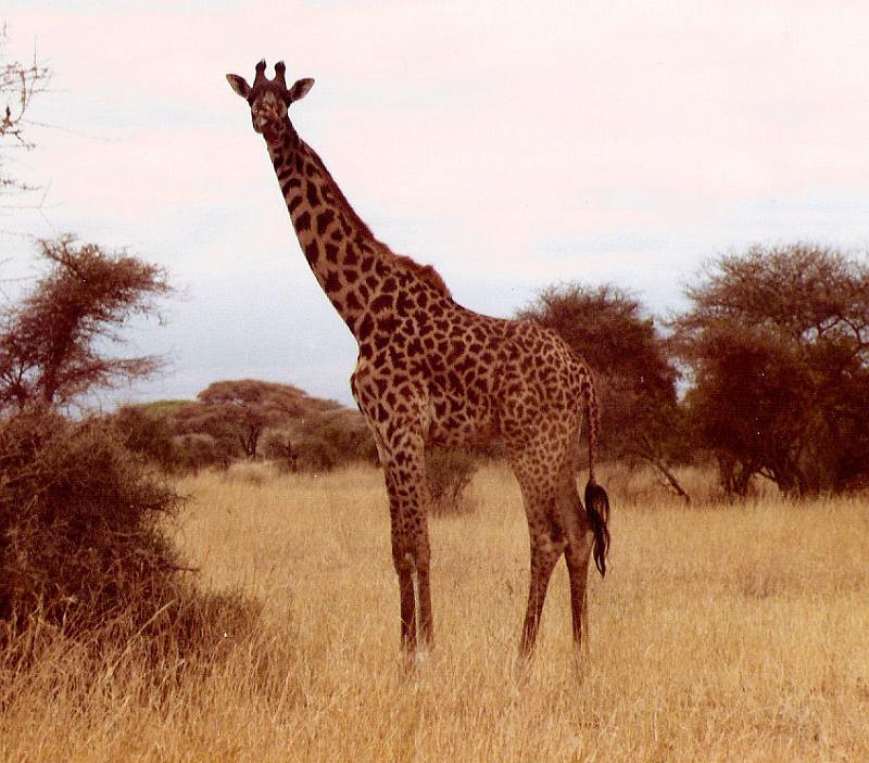 06_On Safari4_Kenya-Sept1981.jpg